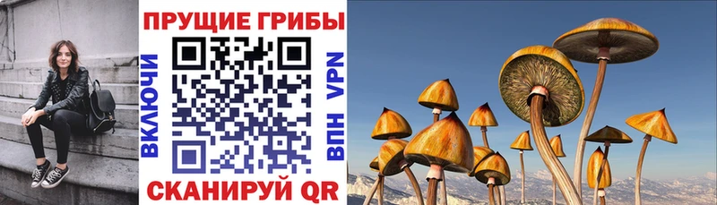 это какой сайт Нефтеюганск Псилоцибиновые грибы Cubensis наркотики